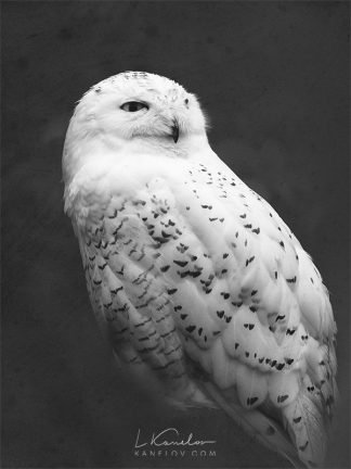 Snowy owl photography print