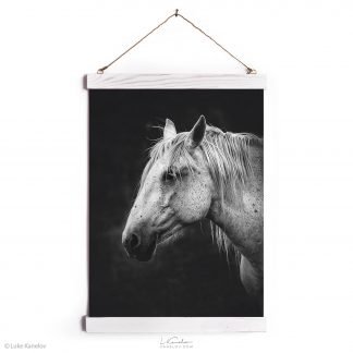 White horse fine art print