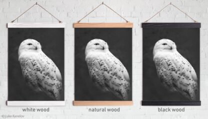 Snowy owl canvas