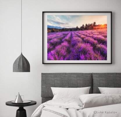 Lavender Field landscape
