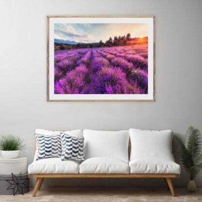 Lavender Field landscape