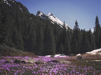 Crocuses in the spring mountain