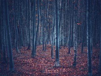 Dark forest print