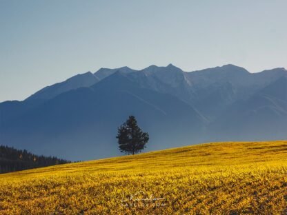 Lonely tree on a field with a mountain background