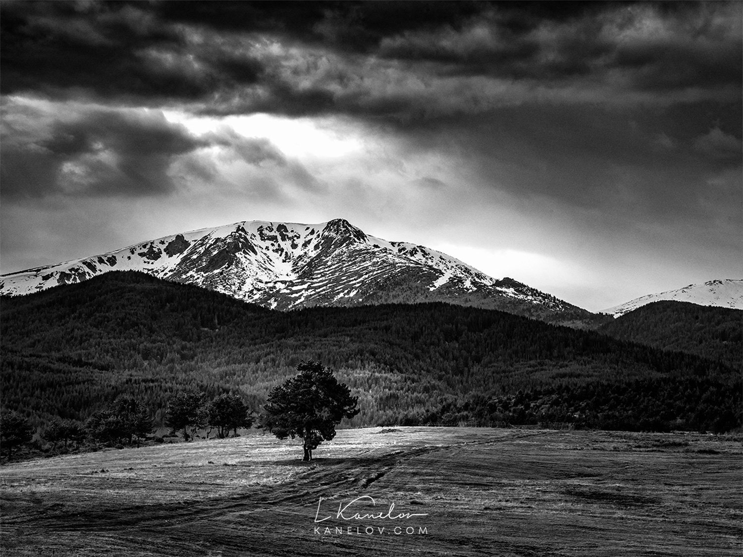 Tree black and white print with a mountain background, Nature print by