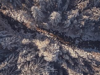 Snowy pines landscape drone photo