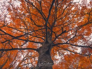 Orange autumn tree photography