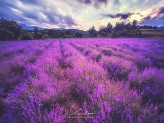 Lavender field landscape photography