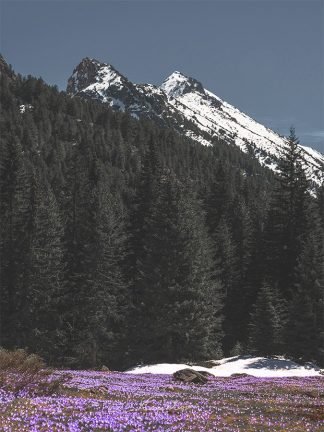 Crocus field in the mountain