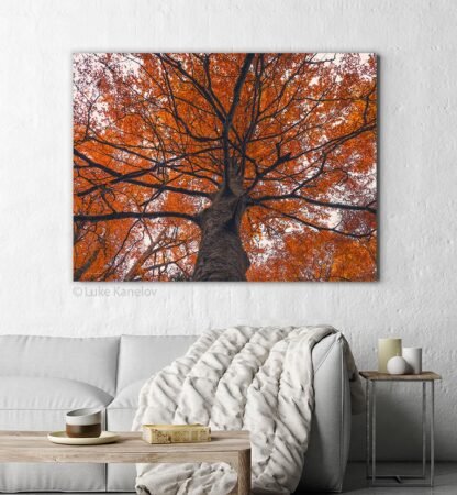 Orange autumn tree photography