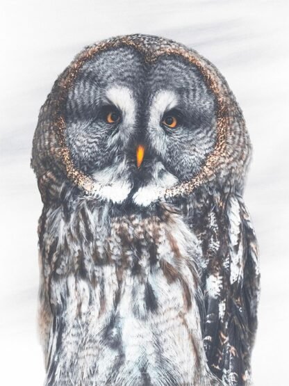 Great Grey Owl fine art print by Luke Kanelov
