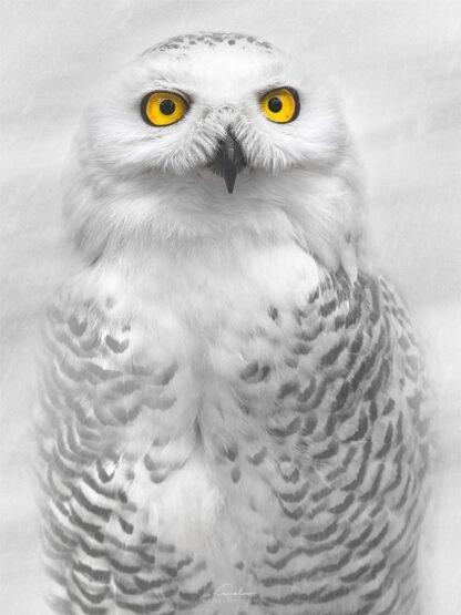 Snowy Owl Photography