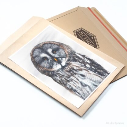 Great Grey Owl fine art print by Luke Kanelov